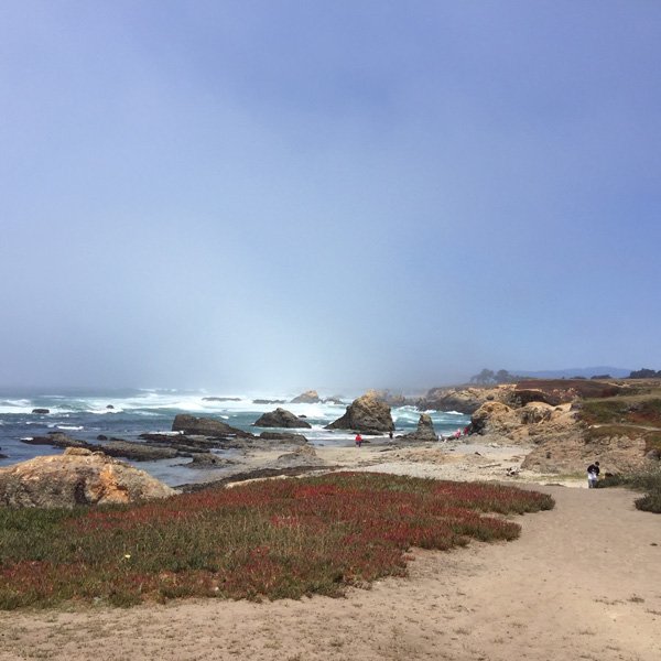 The fog is clearing from the beach. Sandy paths and beach plants in the picture