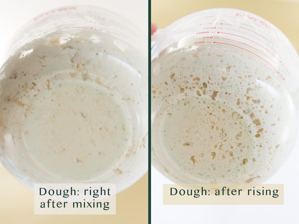 two images comparing rising dough. Left: title on image Dough: right after mixing. Right: Dough: after rising. Both from the underside of the cup