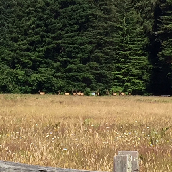 Elk in Elk Meadow, across the field