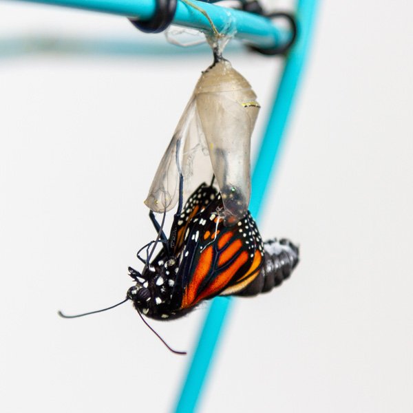the monarch butterfly is emerging from the chrysalis.