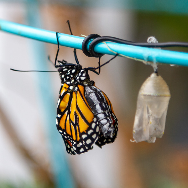 The monarch butterfly is hanging upside down to allow her wings to dry, she is next to an empty chrysalis. 