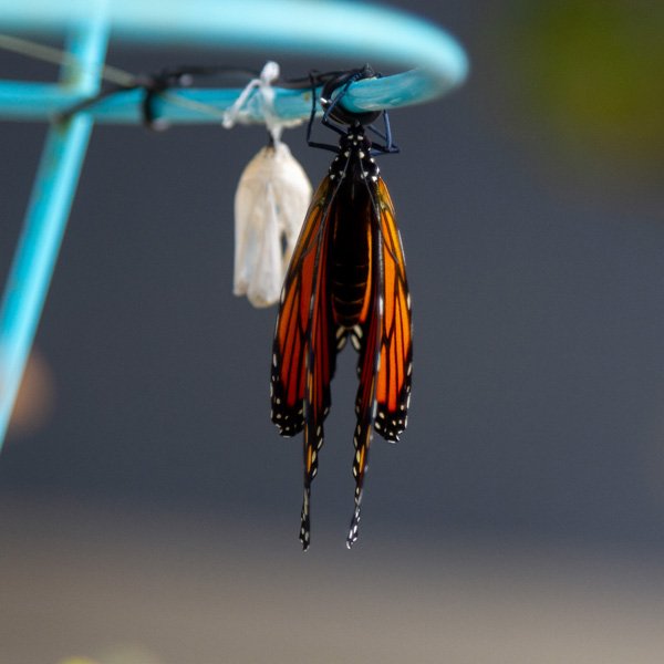 a butterfly from the top with her wings closed, an empty chrysalis is behind her.