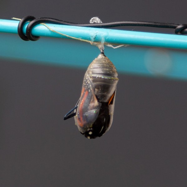 the leg is sticking outof the chrysalis.