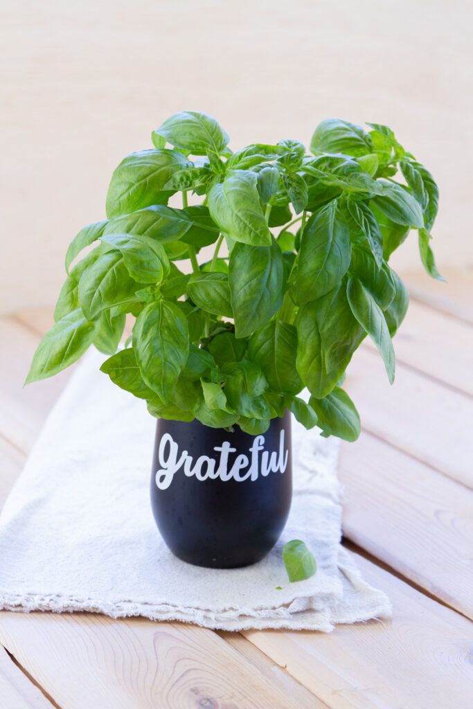 living basil plant in a cup with the word grateful on it.