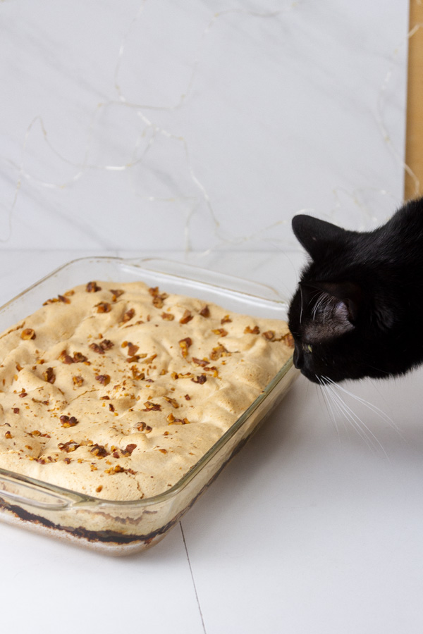 A black cat looking at a pan of Christmas cookies.
