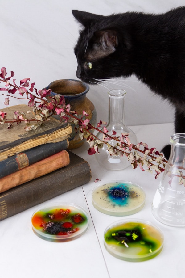 a black cat looking at Halloween decorations.
