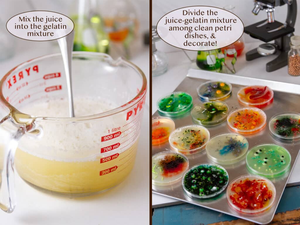 added juice to the gelatin in the glass measuring cup of left, decorated petri dishes on a cookie sheet on right.