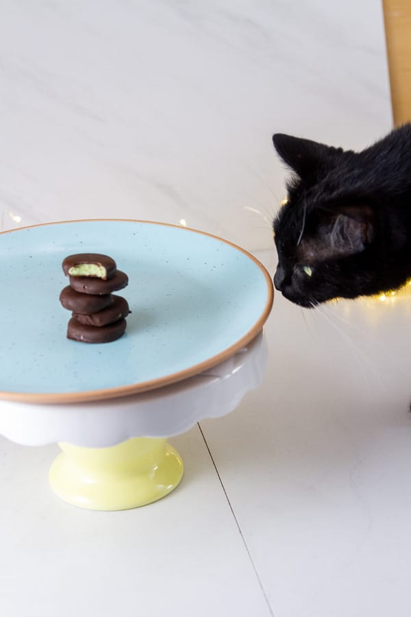 a black cat looking at candy on a blue plate.