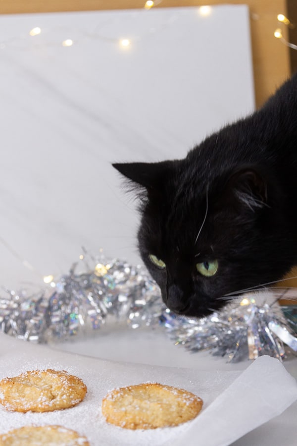 A black cat looking at cookies on a cooling rack.