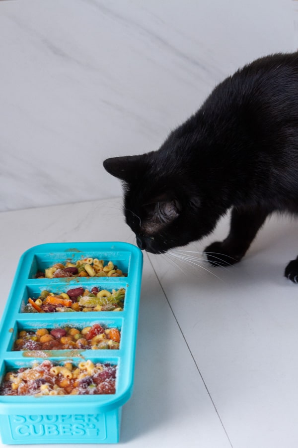 a black cat looking at a frozen tray of leftover soup.