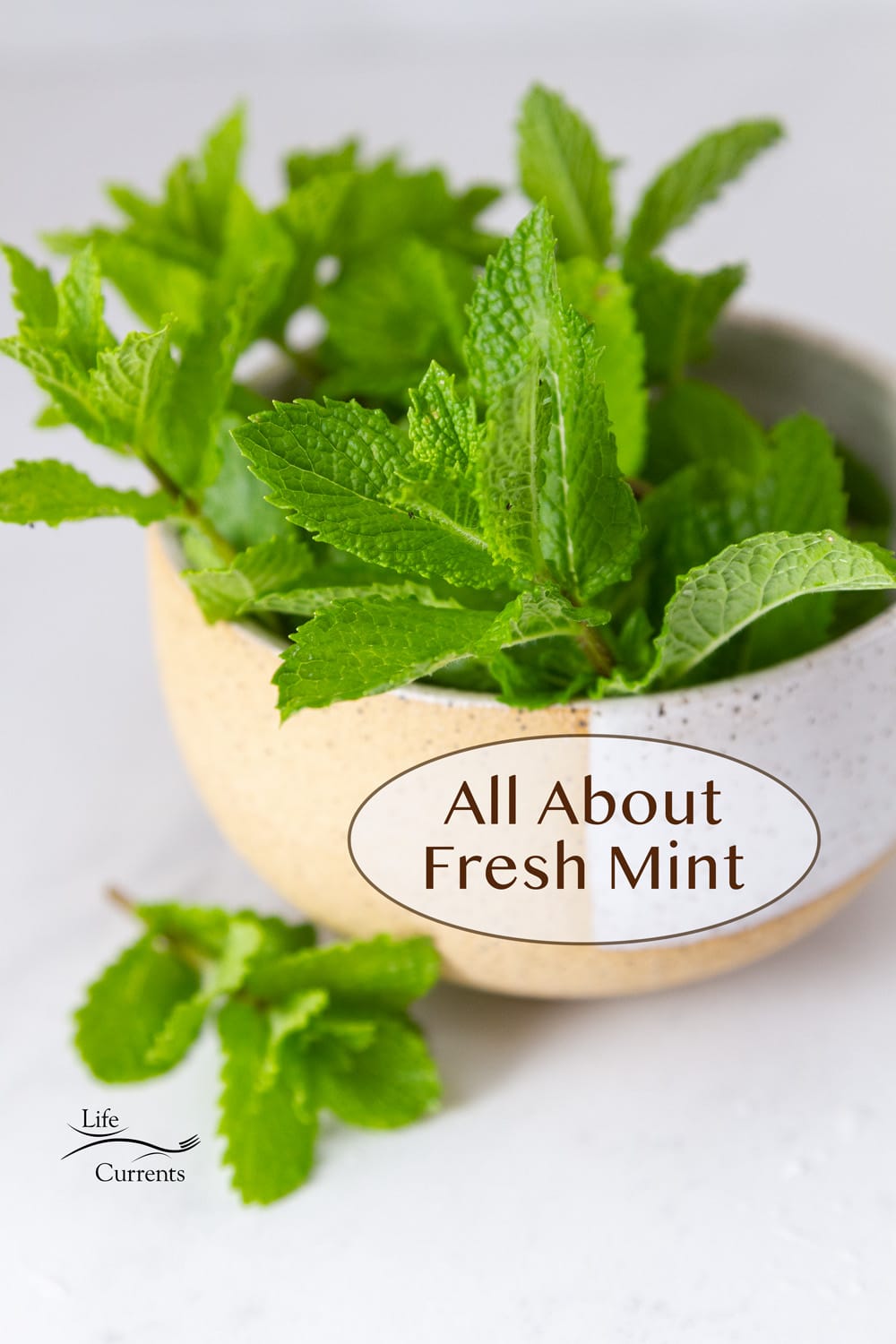 fresh mint sprigs in a small bowl one sprig has fallen out, title on image: All About Fresh Mint.