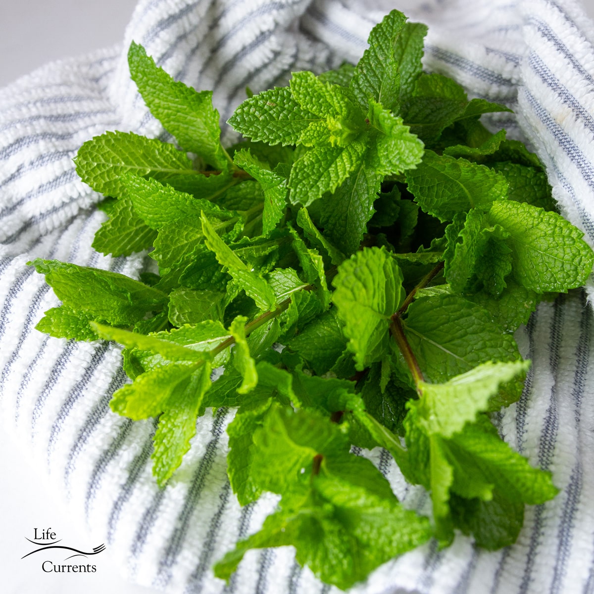 fresh mint in a blue and white striped towel.