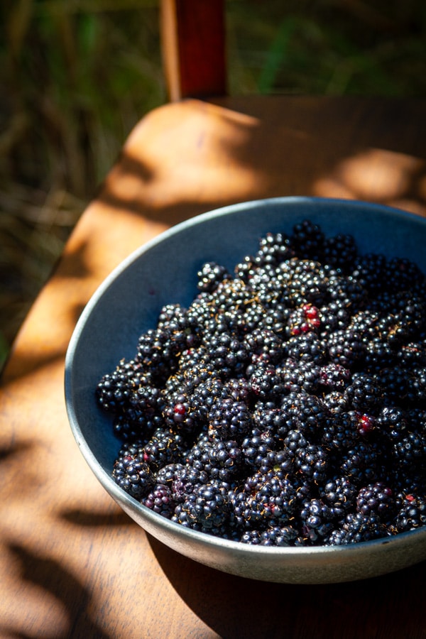 a blue bowl filled with blackberries on a wooden chair with sunlight coming down on them.