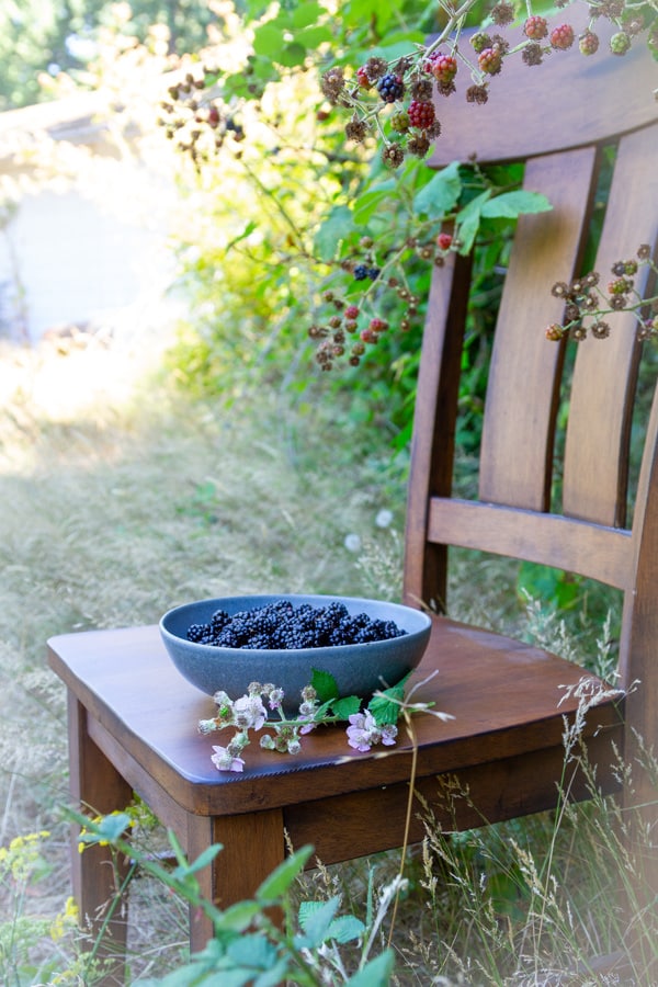 a blue bowl filled with blackberries on a wooden chair outside in a field next to some blackberry vines.