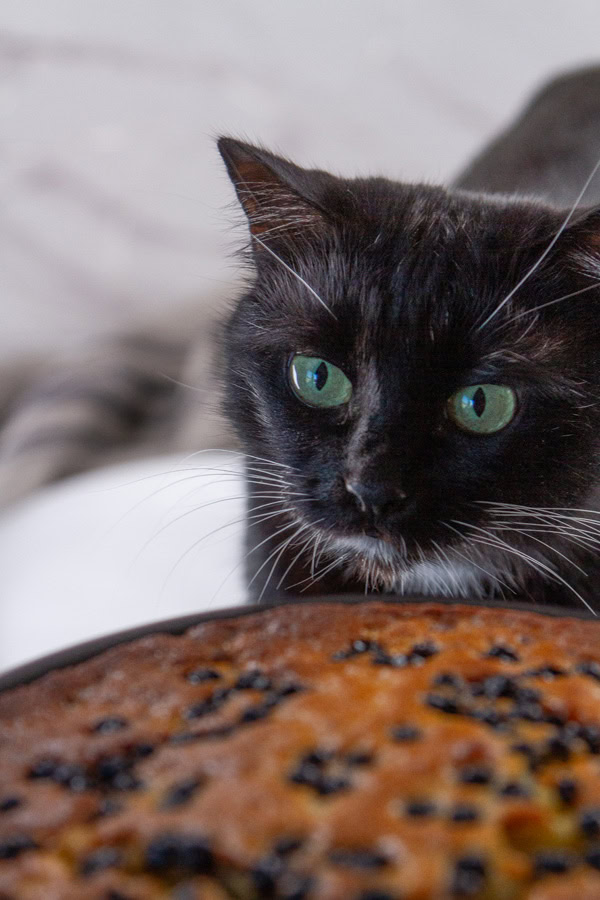 a black cat looking at a blueberry cake.