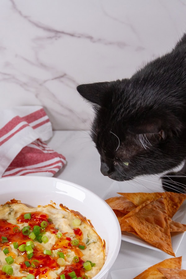 a black cat looking at crab dip.