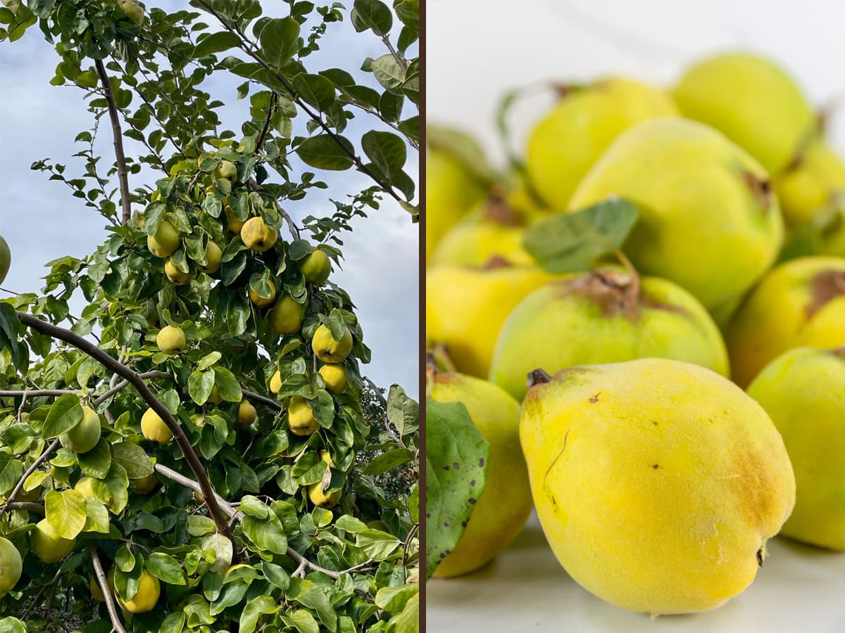 a quince tree on the left and the fruit on the right.