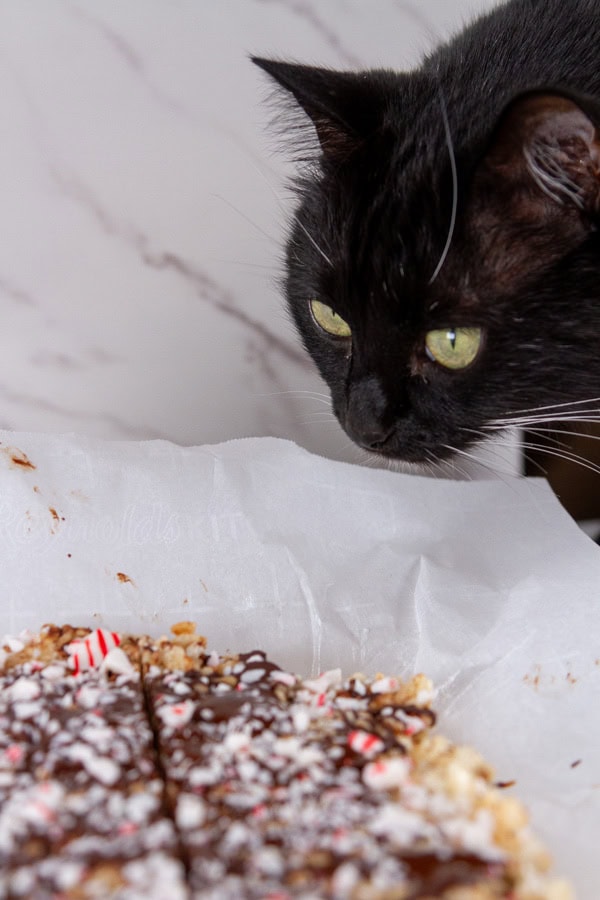 a black cat looking at peppermint treats.