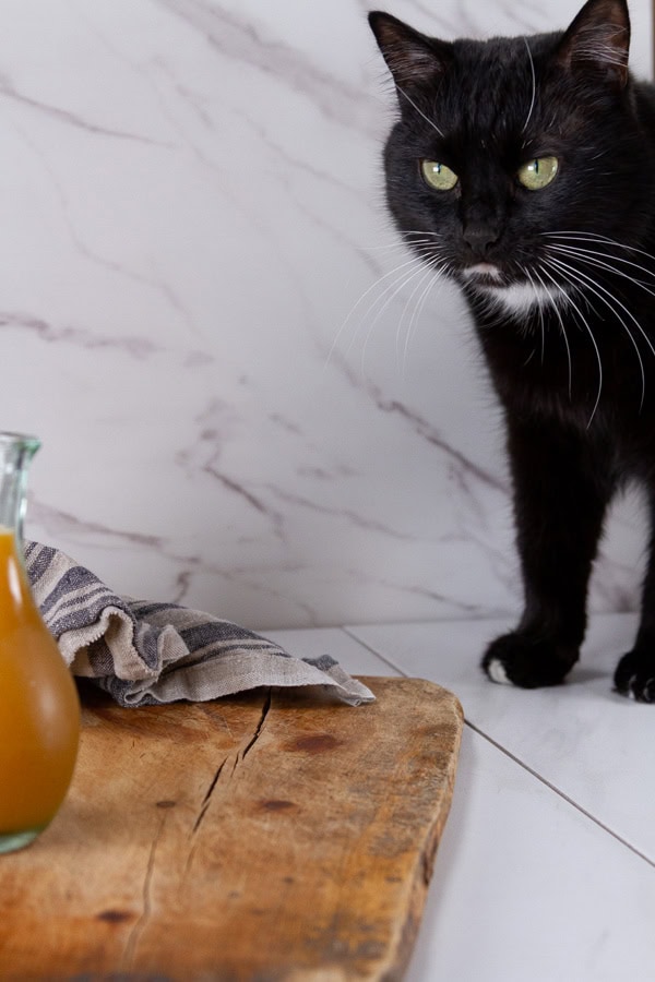 a black cat looking at a jar of syrup.