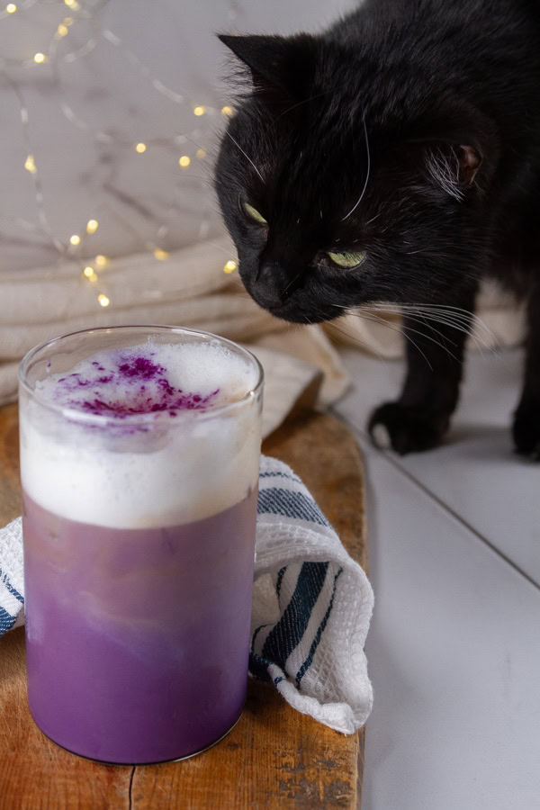 a black cat looking at an iced ube drink.