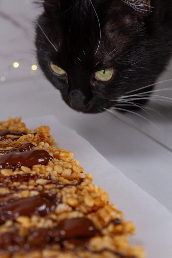 a black cat looking at a rice kripies treat.