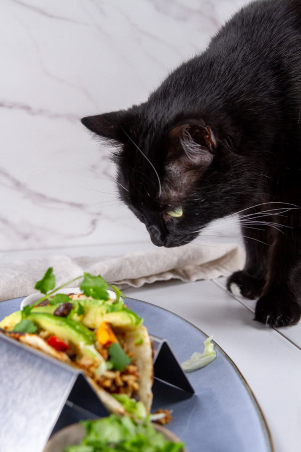 a black cat looking at a taco.