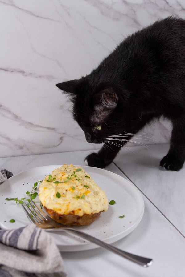 a black cat looking at a stuffed potato.