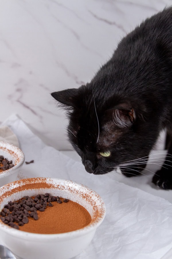 a black cat looking at dessert.