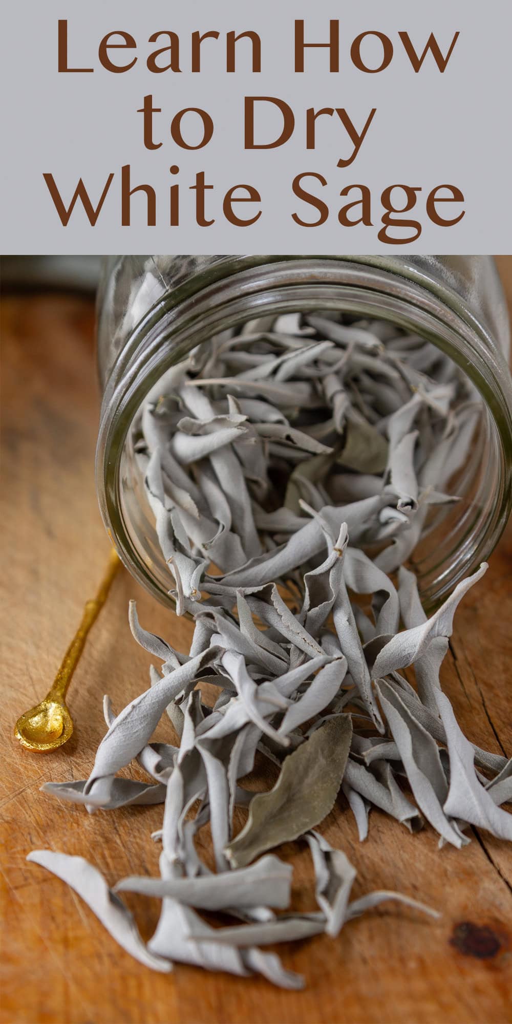 a glass mason jar filled with dried sage leaves on its side so the leaves spilled out.