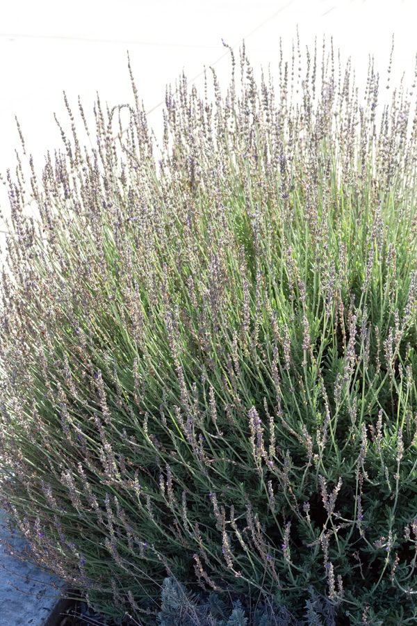 one of the lavender plants in my garden.
