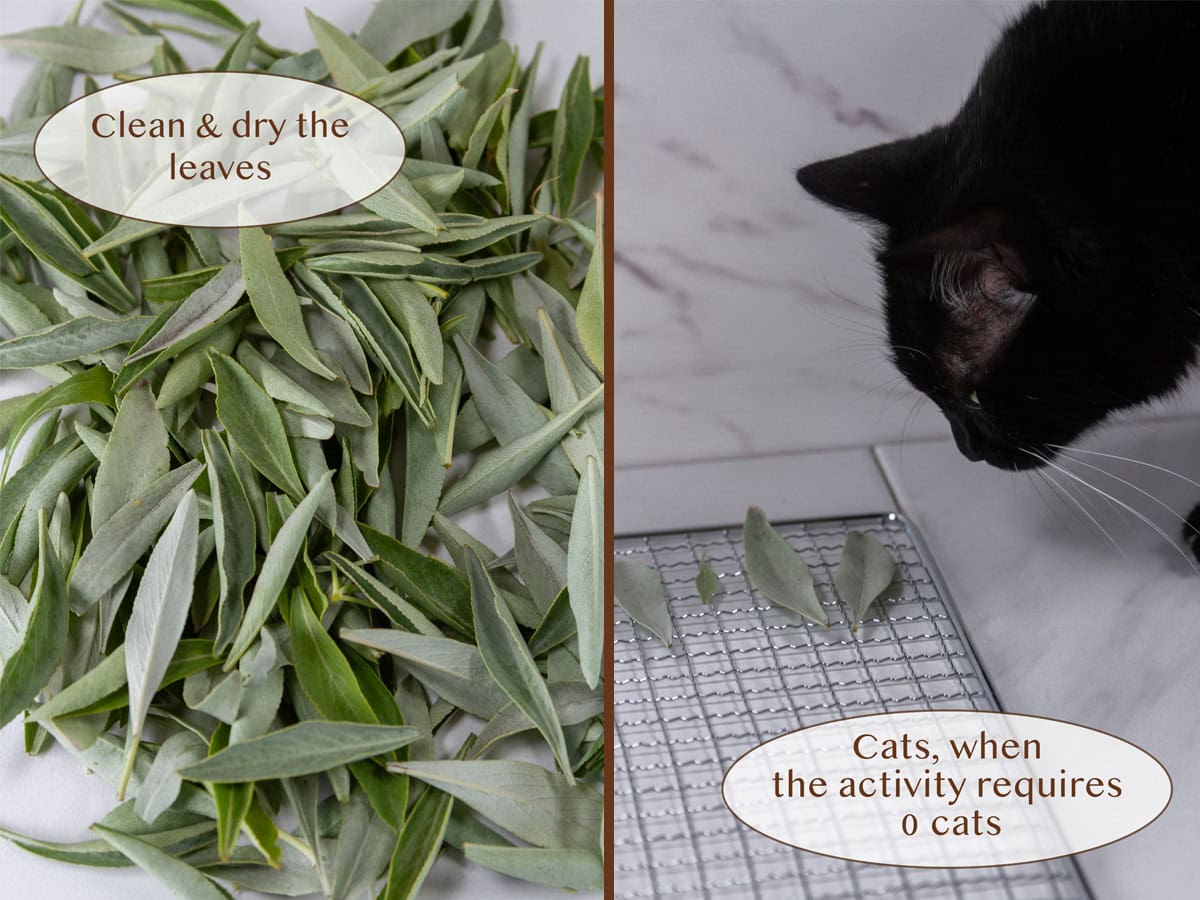sage leaves in a pile on left and a black cat looking at the leaves on right.
