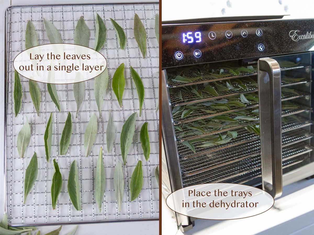 leaves on a dehydrator tray and then the trays placed in the dehydrator.