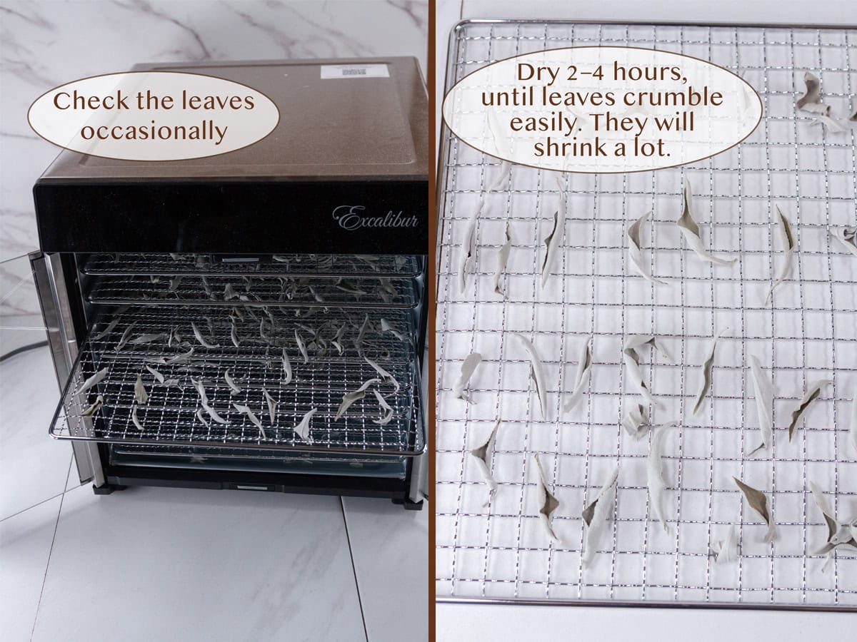 dehydrated leaves in the machine on left and the trays with shrunken leaves on right.