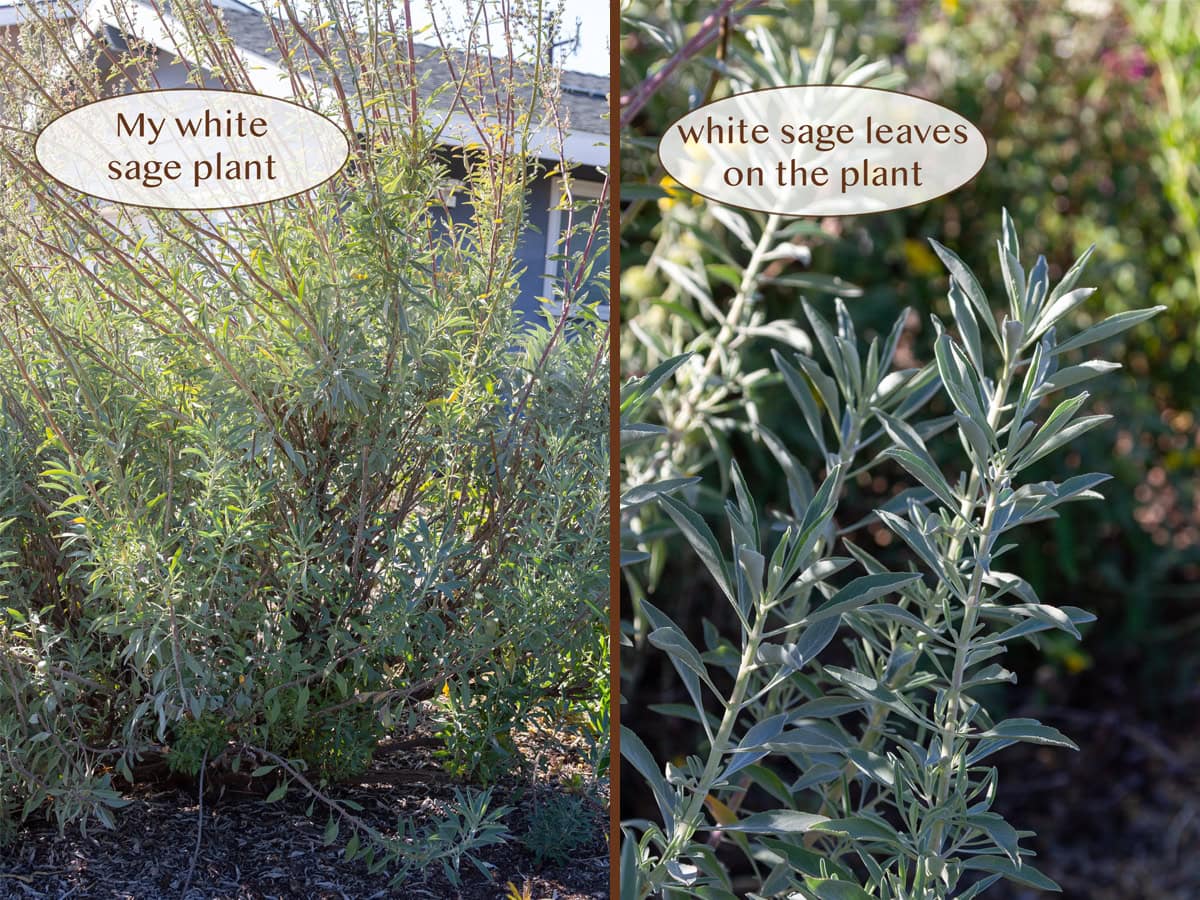 white sage plant in my front yard.