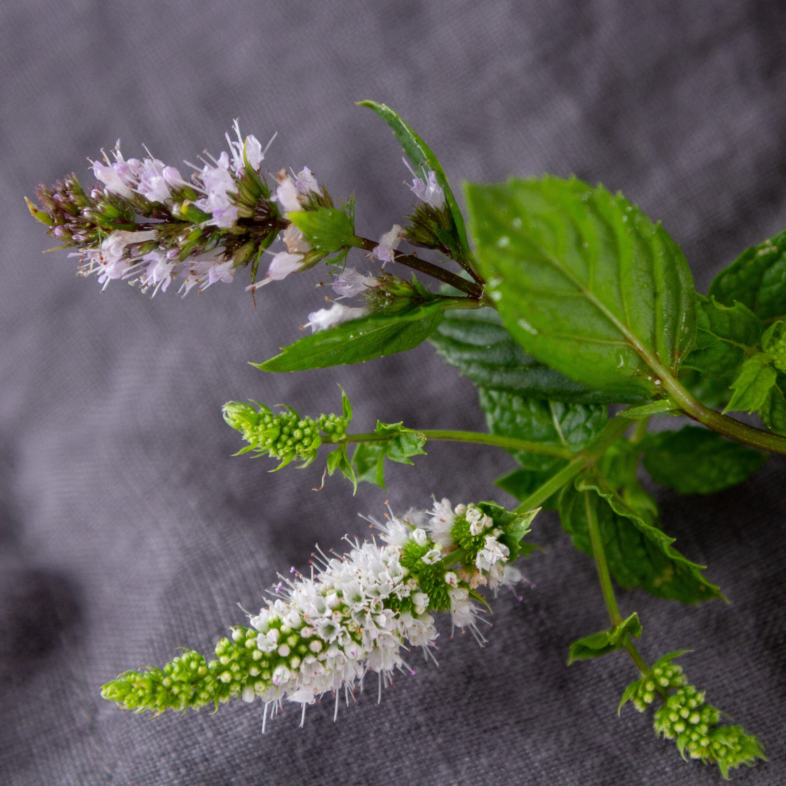 mint flowers on a grey cloth.
