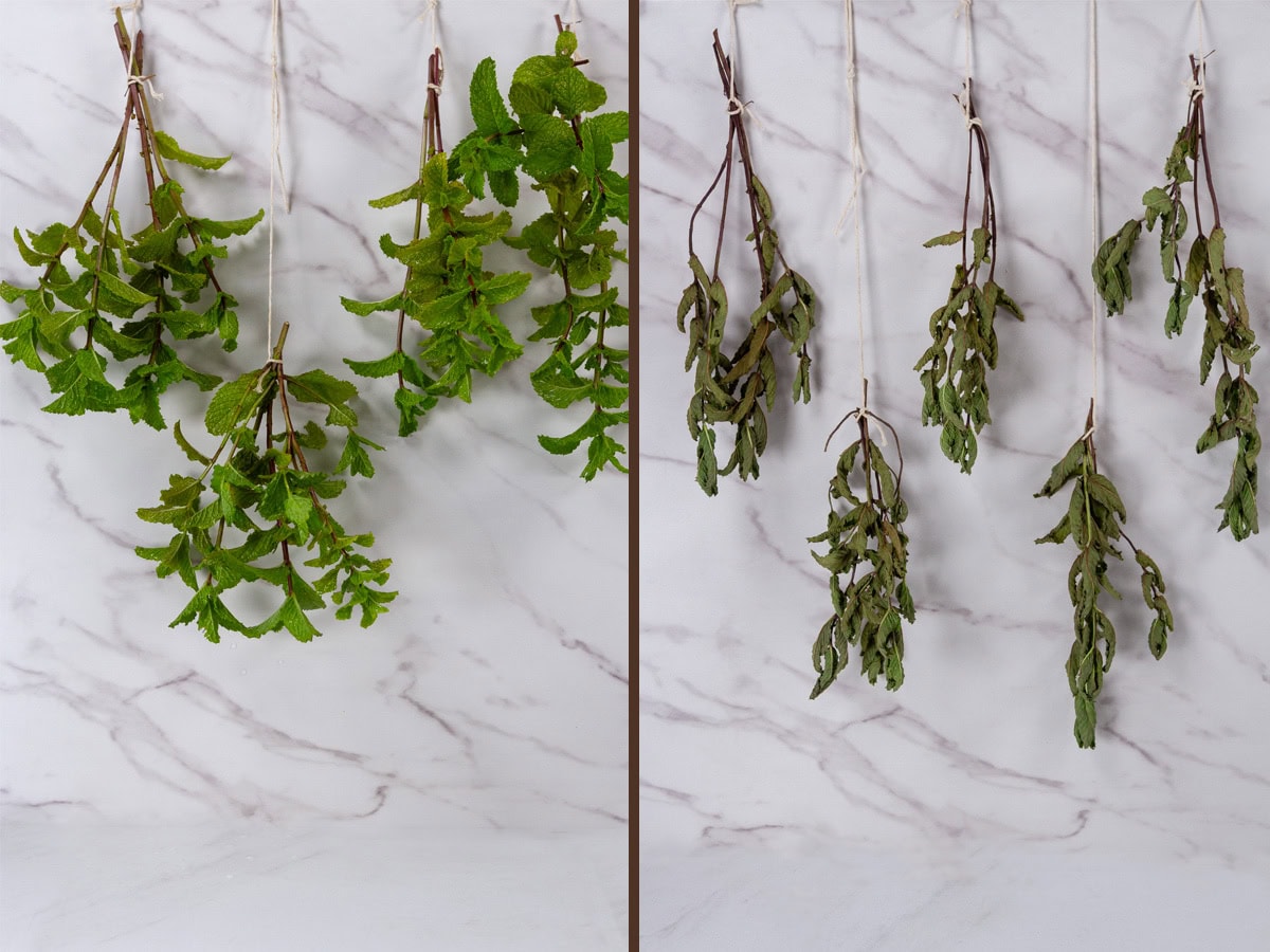 fresh mint bundles hanging on left and dried on right.