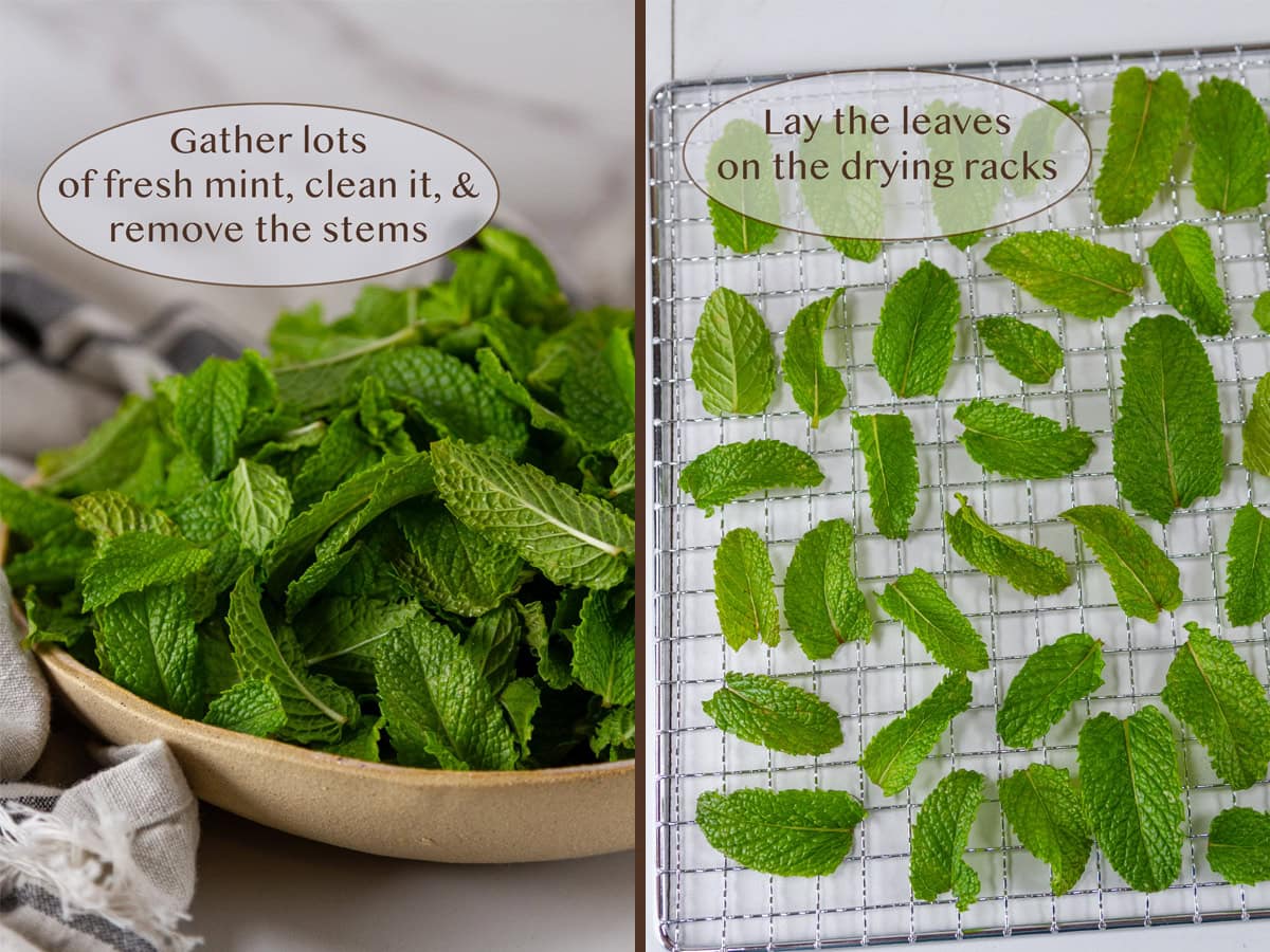 a bowl of fresh mint leaves on left and leaves laid out on a dehydrator rack on right.