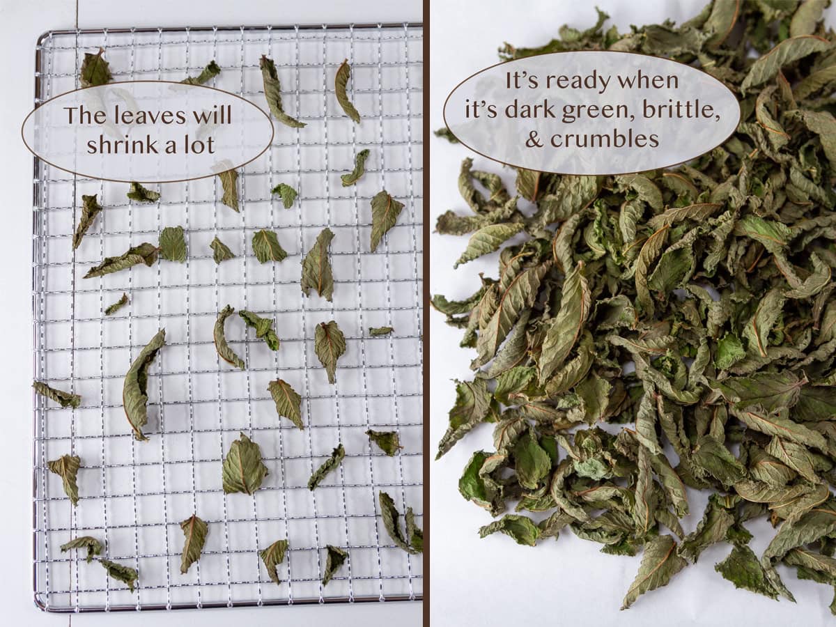 dried mint leaves on a rack on left and a bunch of dried mint leaves in a pile on right.