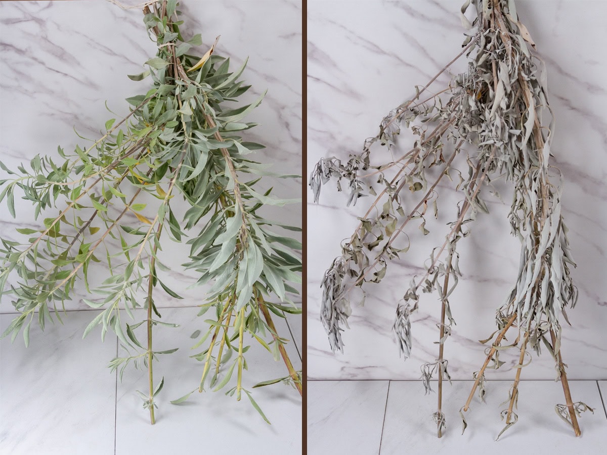 bundle of fresh white sage on left and air dried on right.