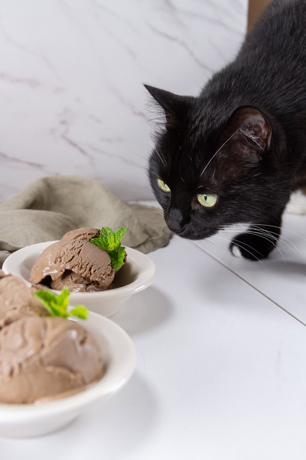 a black cat looking at dishes of ice cream.