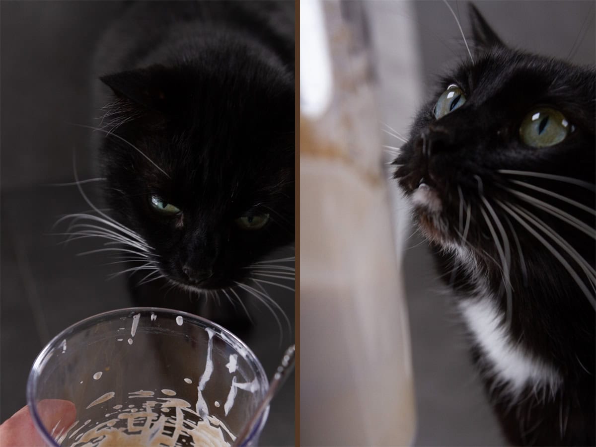 a black cat looking at a container with cold foam.