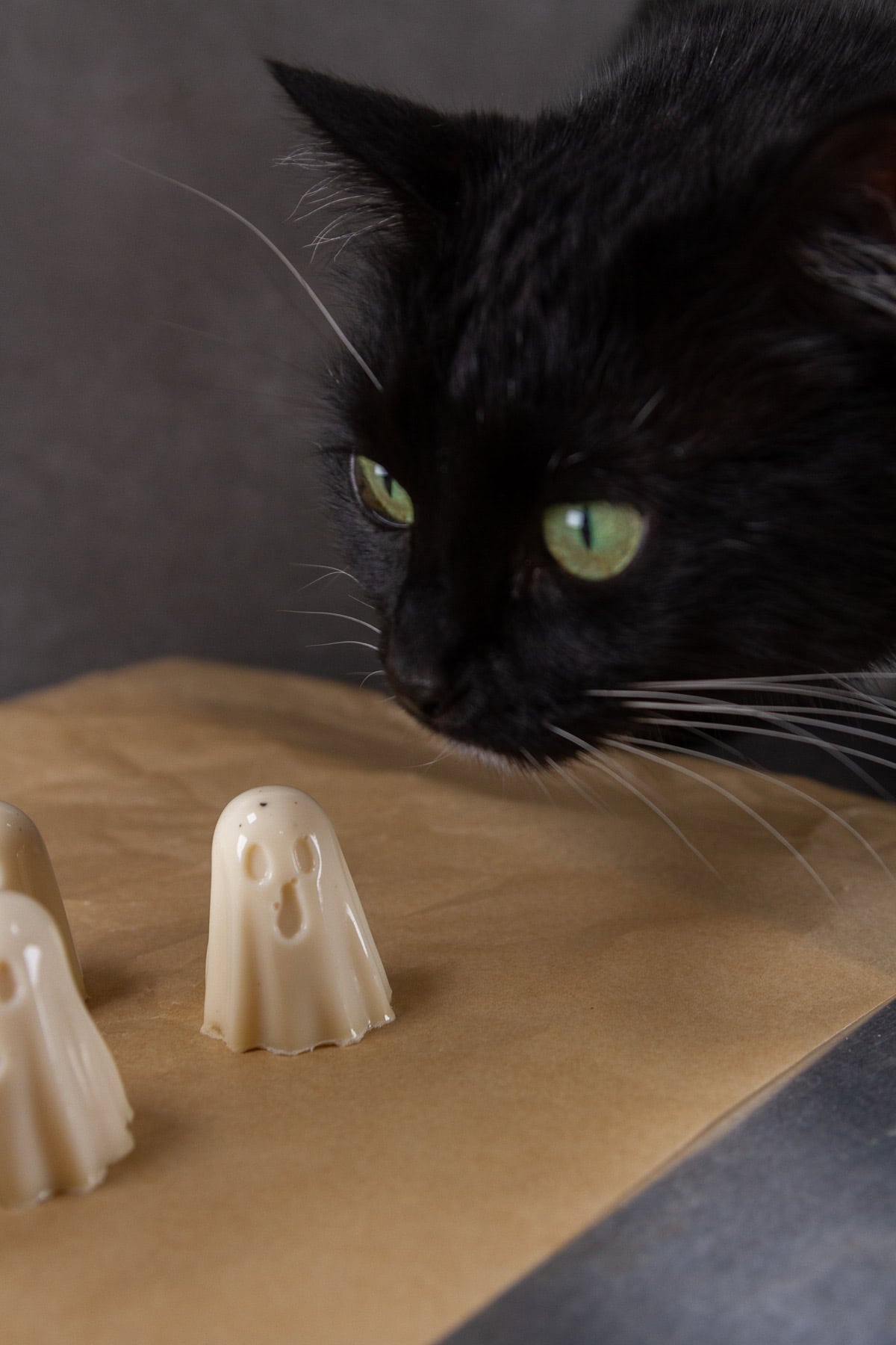 a black cat looking at ghosts.